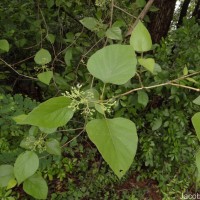 Premna tomentosa Willd.